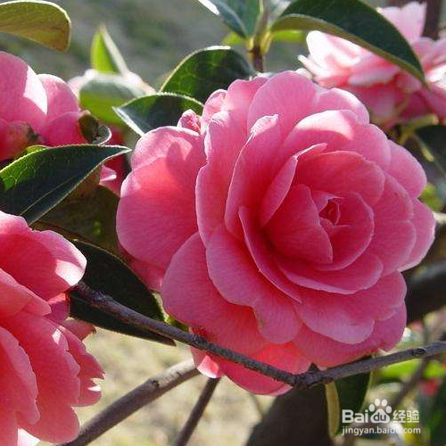 茶花落蕾怎么办?