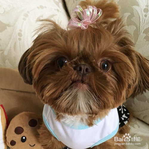 怎么看狗狗有没有营养不良？