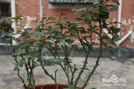 怎样修剪月季花