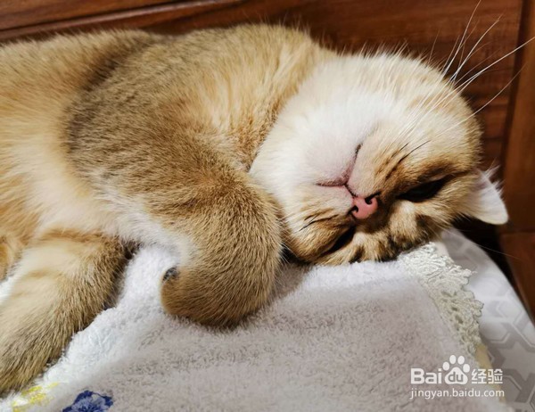 领养猫咪需要注意什么