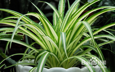 如何选择合适的室内盆栽 给你不一样的惊喜