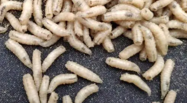 蛆虫干钓鱼效果怎么样