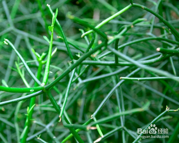 光棍树怎么养殖？