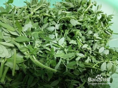 素炒野豌豆苗
