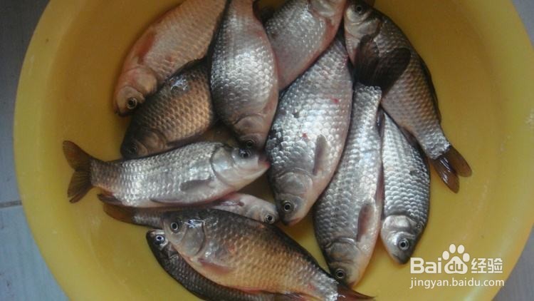 野钓鲫鱼的关键技巧 野外如何钓鲫鱼