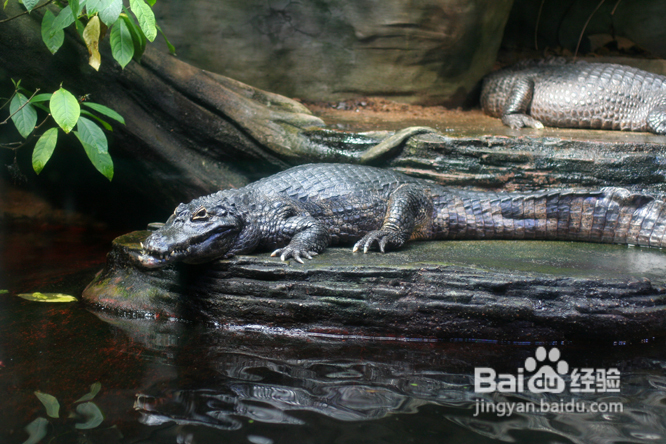温哥华水族馆:水中舞动的精灵们