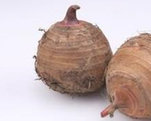 怎样把芋头水培成绿植