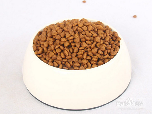 选购猫粮应该注意哪些？