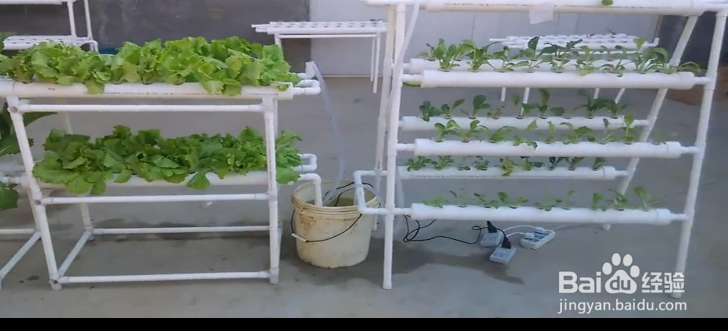 在家无土栽培种蔬菜