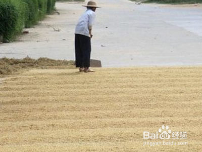 饱满的稻谷和瘪稻谷怎么分开?