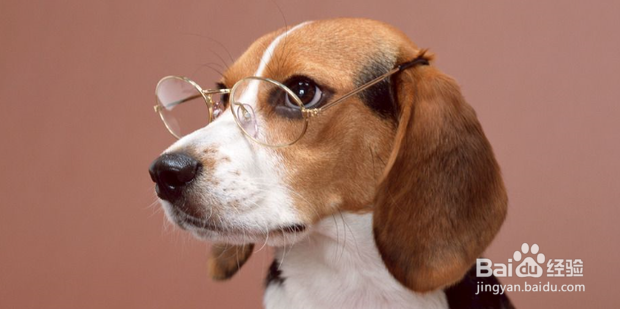 狗狗被蜱虫叮咬后怎么治疗