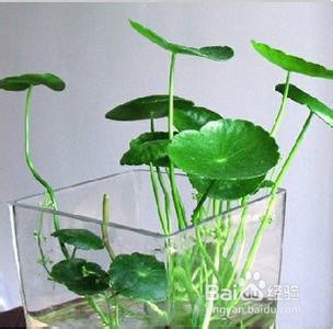 适合办公室的小植物