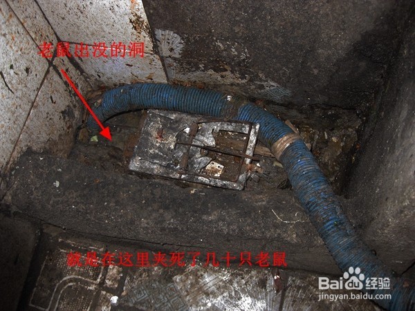 用老鼠夹灭鼠效果蛮好