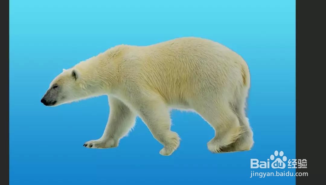 PS：多重曝光北极熊