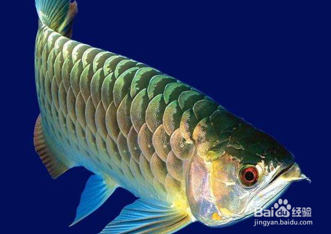 保护新血管的7类食物