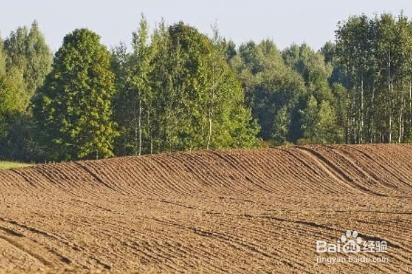 上海青怎么种植?