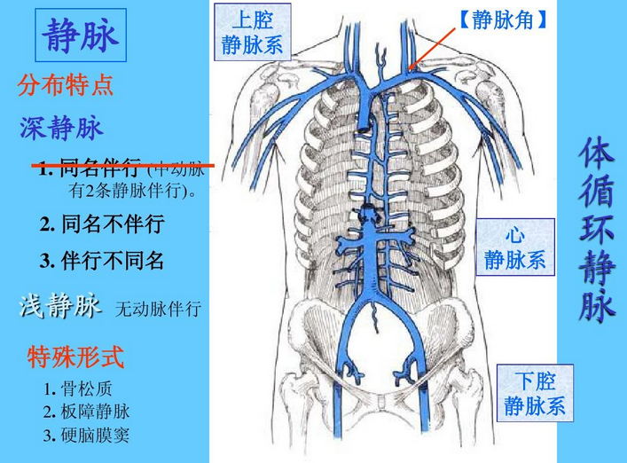 动脉和静脉的作用