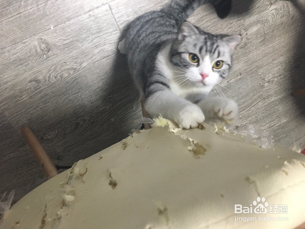猫晚上太吵怎么办