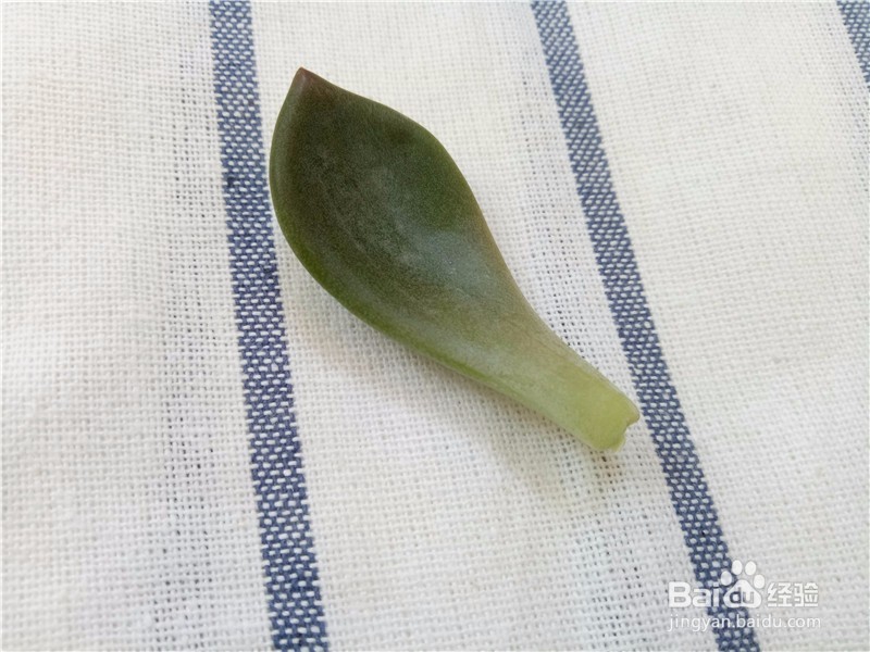多肉植物怎么进行叶插