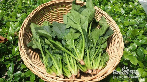 平时应该经常食用哪些食品可以减少掉头发