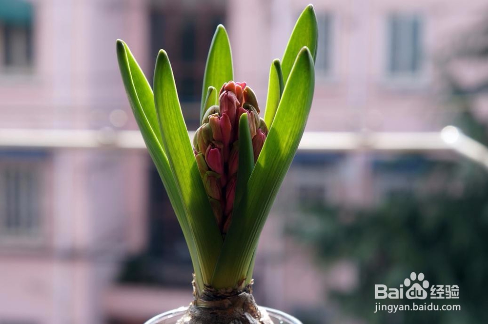 好看又好养的植物