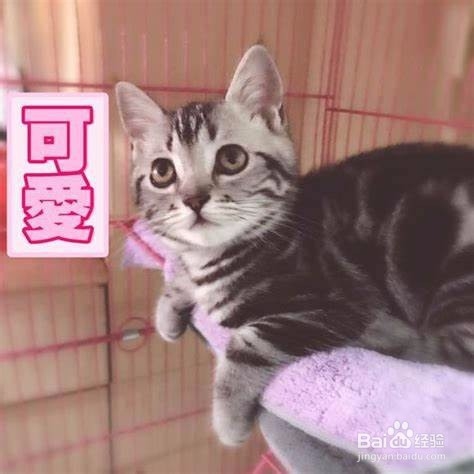 怎么让猫不爬到床上