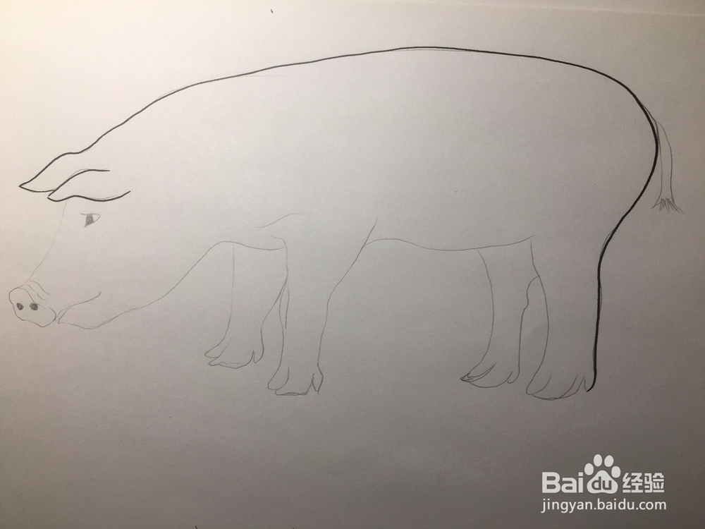简笔画：猪的画法 幼儿简笔画