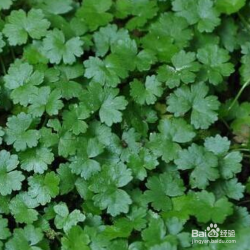 怎样培育天胡荽才会长得好？