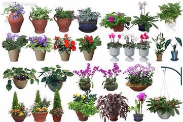 ——如何开盆栽花卉店——