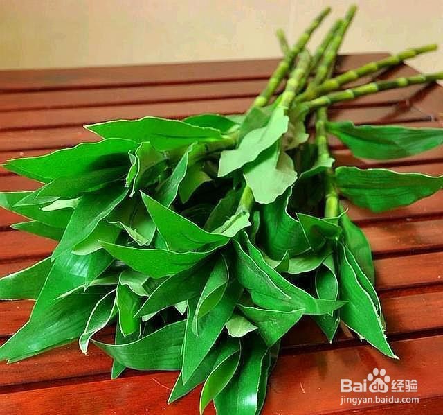 怎么养富贵竹才不会黄叶