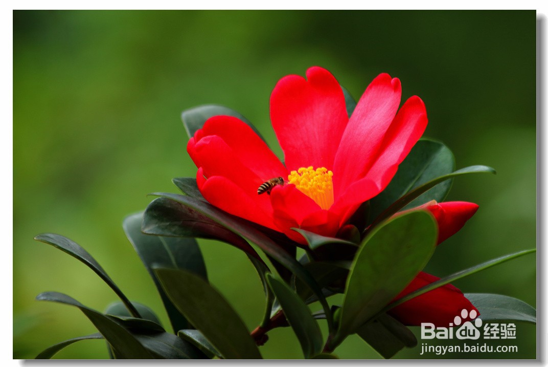 杜鹃红山茶花注意事项