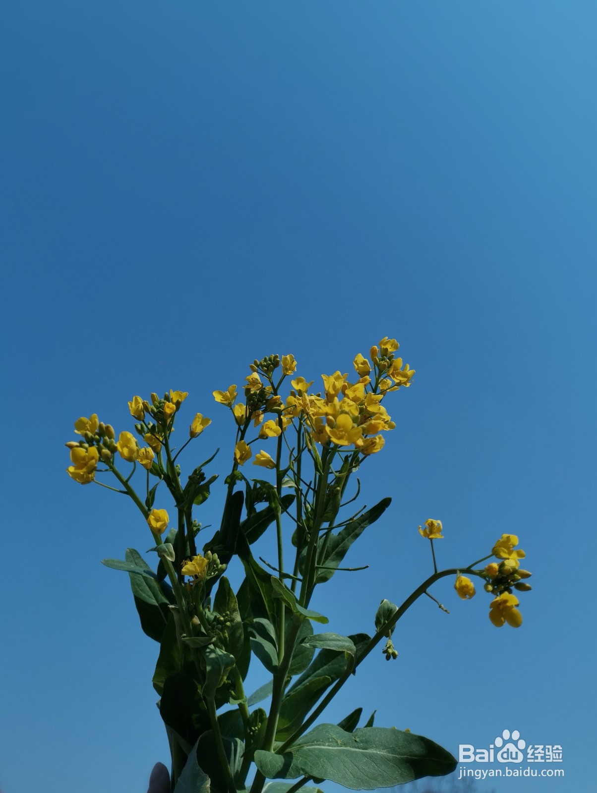 拍出好看的花朵