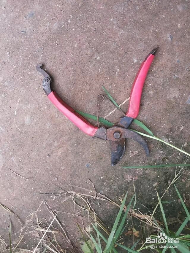 怎么把万年青修剪成圆形？