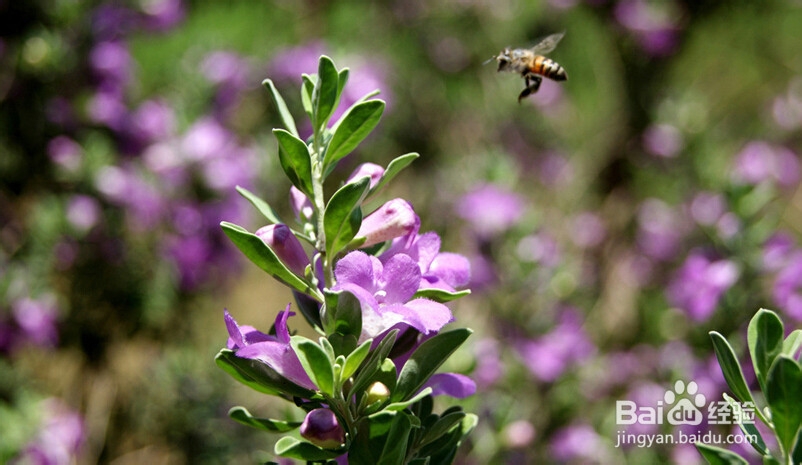 如何写出更多百度原创经验的几个小建议