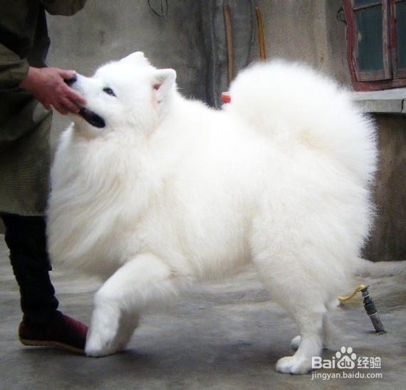 萨摩耶产后吃什么好