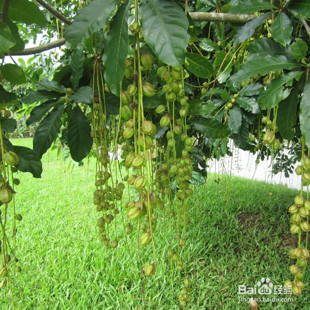 黄菇娘的种植注意事项