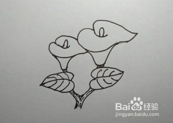 马蹄莲的简笔画（儿童简笔画教程）