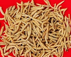 秋冬进补:沙参、红参、丹参、太子参有什么区别