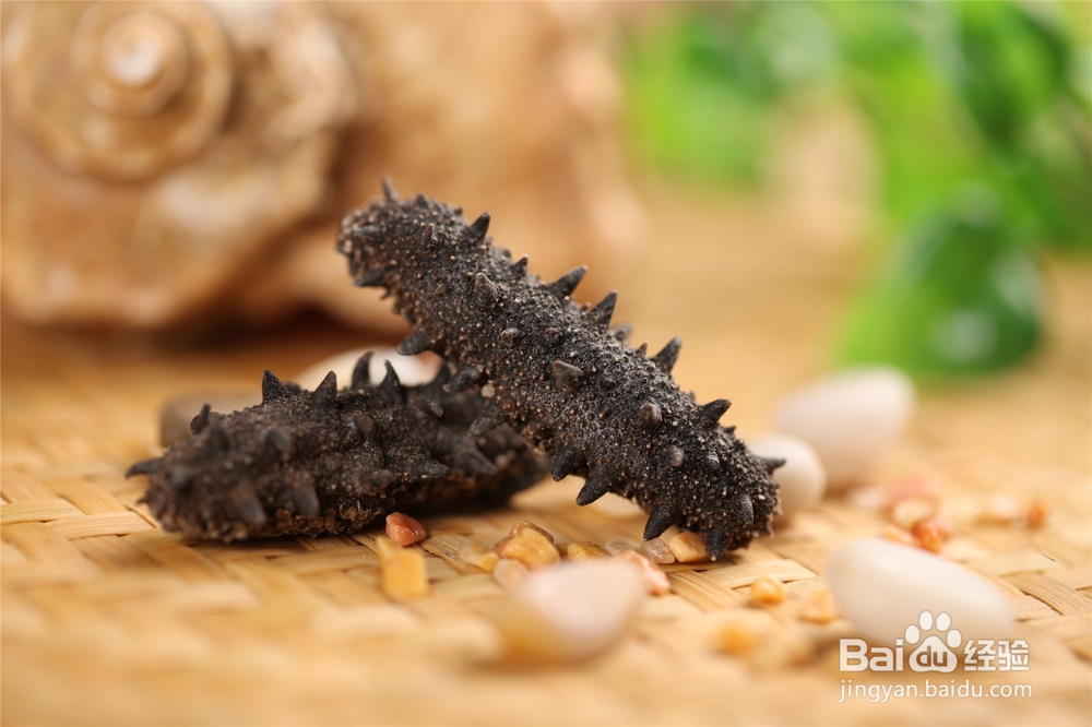 海参是如何繁殖的?