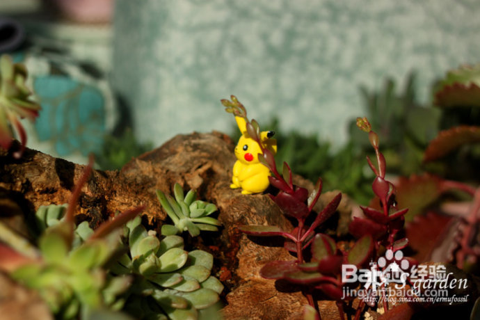 植物摄影小窍门+皮神山大王记