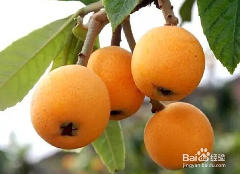 30秒速成挑水果专家