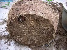 如何避免盆栽花卉出现烂根现象