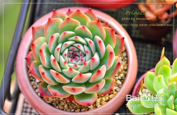 无法直视的--韩国多肉植物