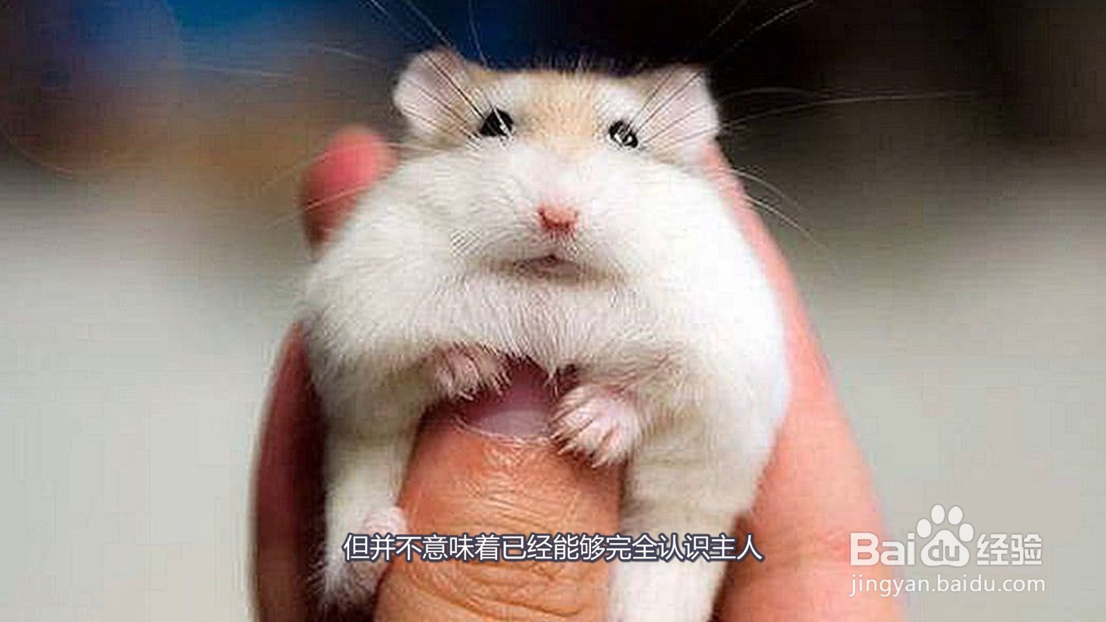 仓鼠一般养多久认主人