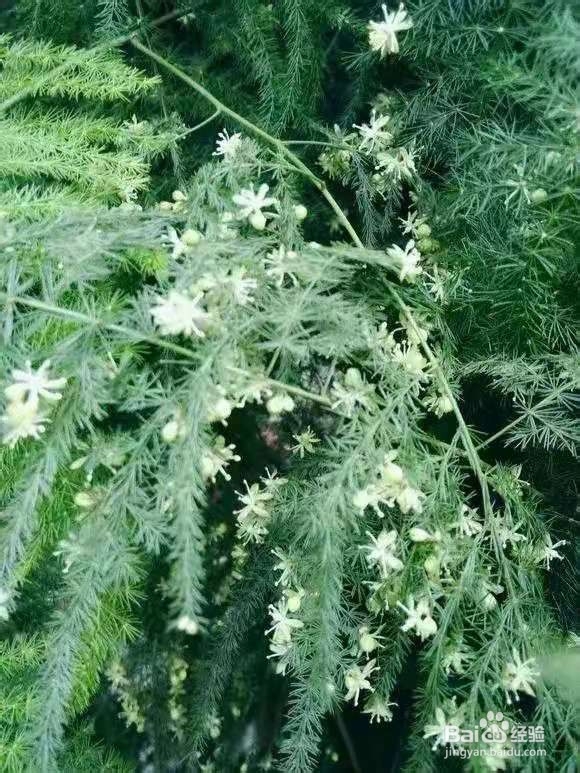 不管有钱没钱，客厅要放3种花，杀病菌促健康