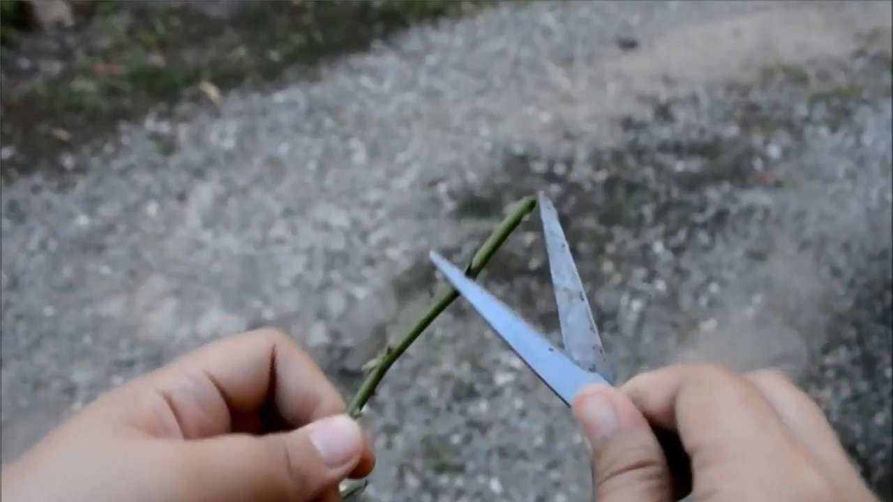 怎样利用土豆插接玫瑰