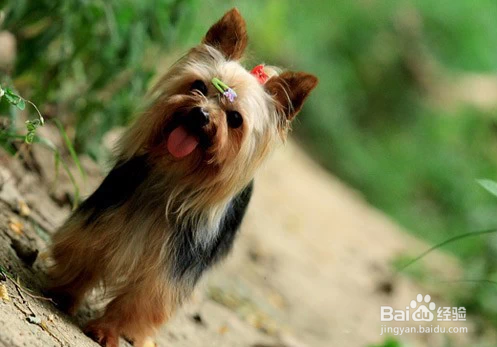 我们爱的狗狗图