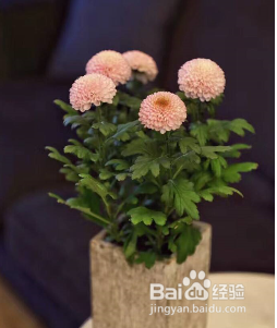 乒乓菊种子的种植方法