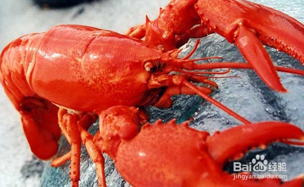 吃大龙虾的禁忌