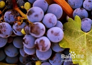 没有冰箱怎么保存水果—水果保鲜